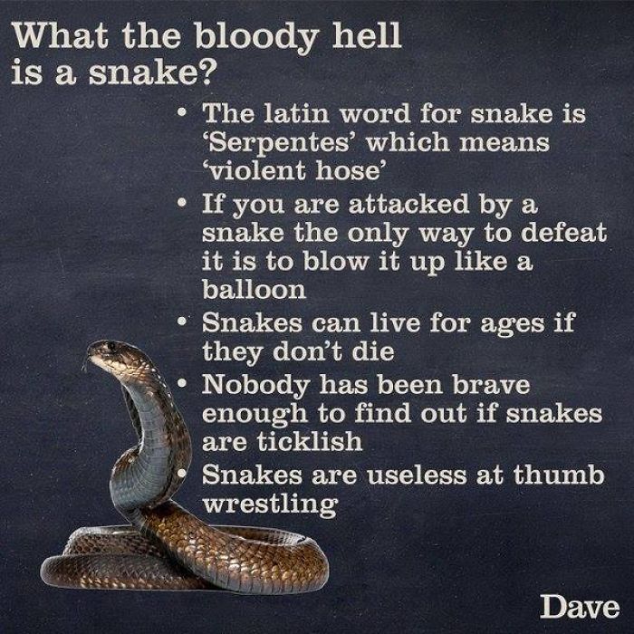 Dave Releases 30 Animal ‘Guides’ And They’re So Ridiculous, They’re Hilarious Dave Releases 30 Animal ‘Guides’ And They’re So Ridiculous, They’re Hilarious