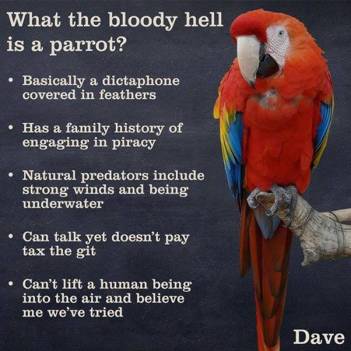 Dave Releases 30 Animal ‘Guides’ And They’re So Ridiculous, They’re Hilarious Dave Releases 30 Animal ‘Guides’ And They’re So Ridiculous, They’re Hilarious