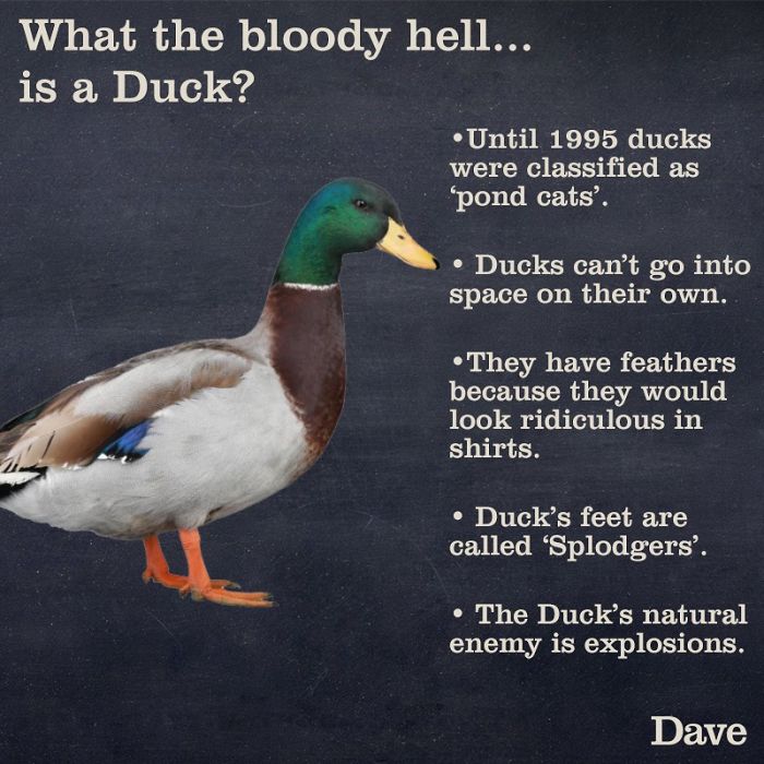 Dave Releases 30 Animal ‘Guides’ And They’re So Ridiculous, They’re Hilarious Dave Releases 30 Animal ‘Guides’ And They’re So Ridiculous, They’re Hilarious