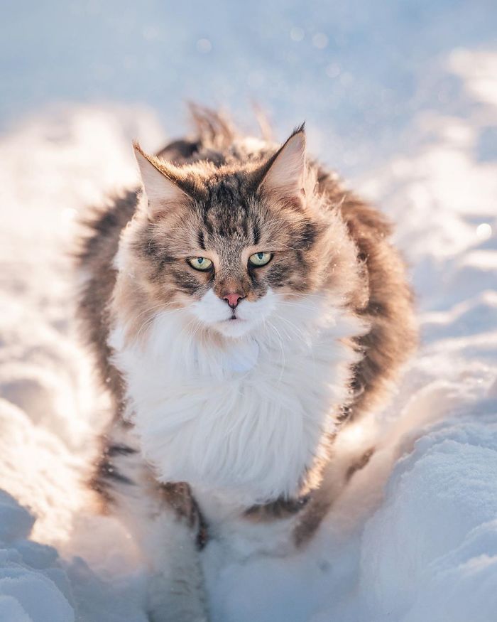 Owners Let Their Norwegian Forest Cat Roam Freely Outside, And He Looks Majestic (32 Pics) Owners Let Their Norwegian Forest Cat Roam Freely Outside, And He Looks Majestic (32 Pics)
