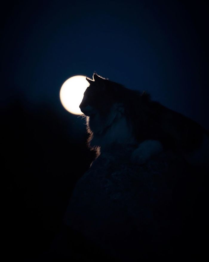 Owners Let Their Norwegian Forest Cat Roam Freely Outside, And He Looks Majestic (32 Pics) Owners Let Their Norwegian Forest Cat Roam Freely Outside, And He Looks Majestic (32 Pics)