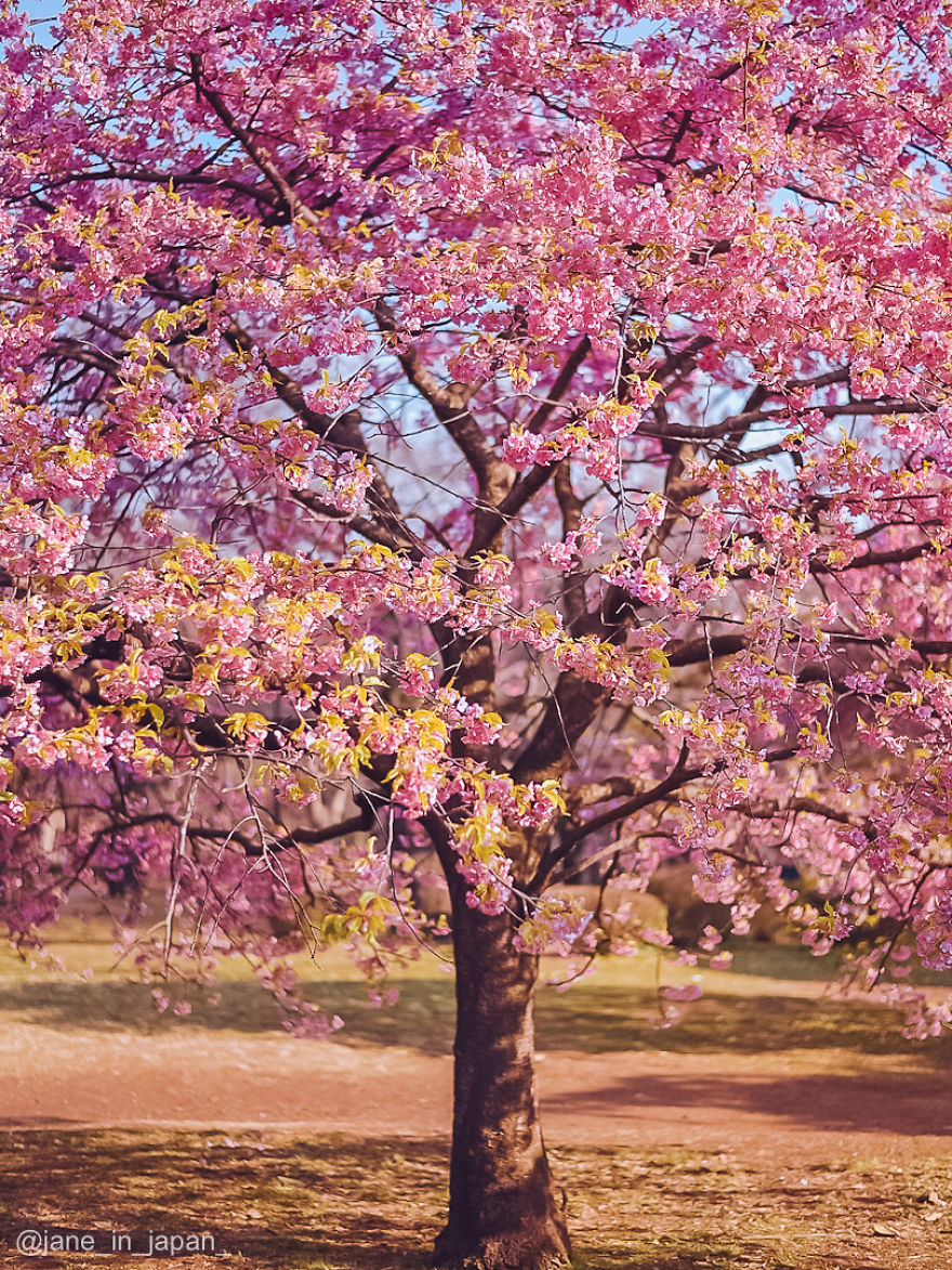 I Photographed The Early Sakura Blooms In Tokyo, Japan