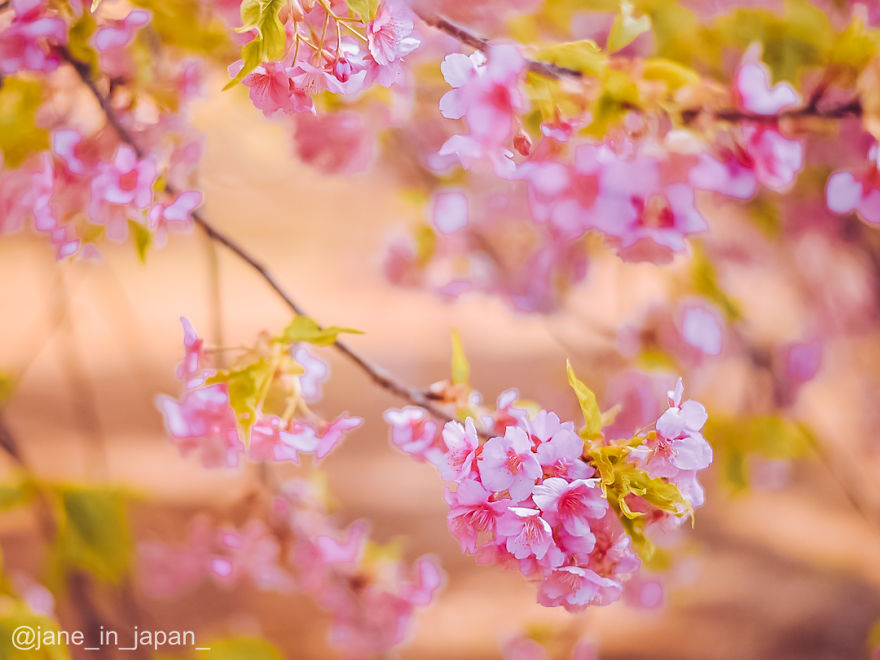 I Photographed The Early Sakura Blooms In Tokyo, Japan