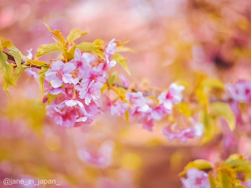 I Photographed The Early Sakura Blooms In Tokyo, Japan