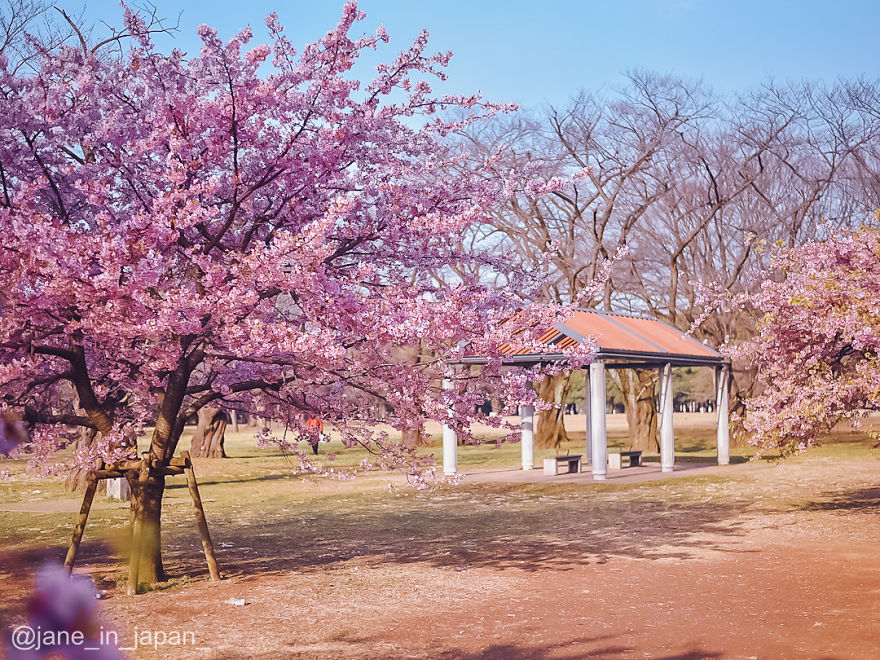 I Photographed The Early Sakura Blooms In Tokyo, Japan
