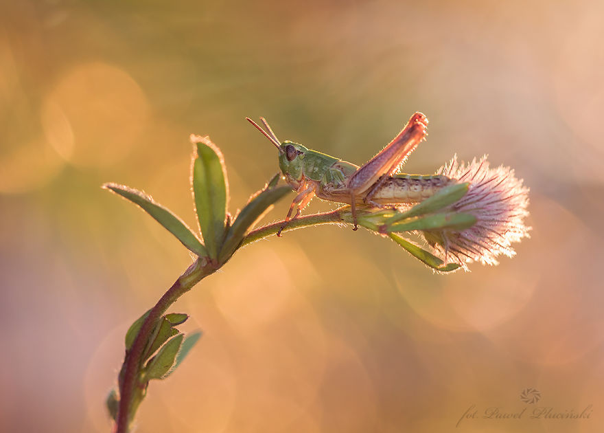 My Macro Photography Of Tiny Creatures My Macro Photography Of Tiny Creatures
