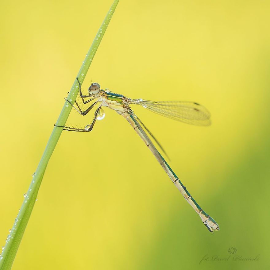 My Macro Photography Of Tiny Creatures My Macro Photography Of Tiny Creatures