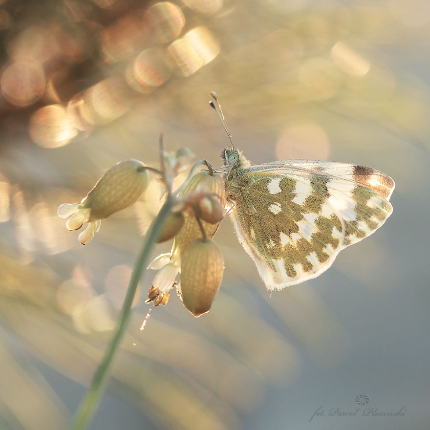 My Macro Photography Of Tiny Creatures My Macro Photography Of Tiny Creatures