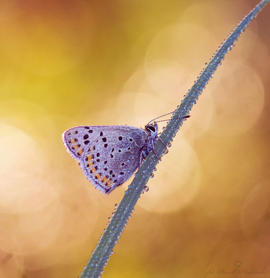 My Macro Photography Of Tiny Creatures My Macro Photography Of Tiny Creatures