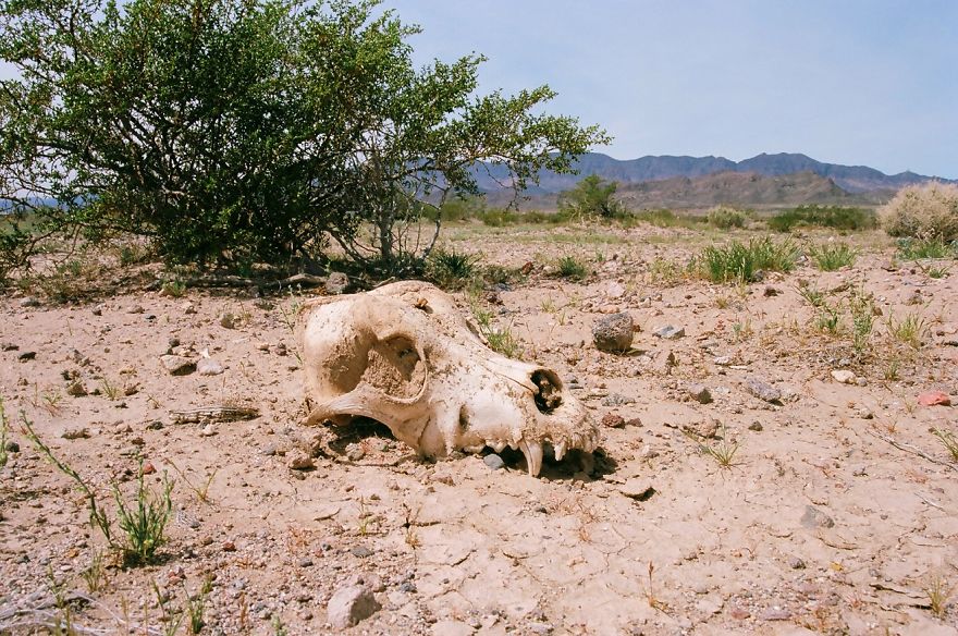 This Pet Cemetery Can Be The Stuff Of Nightmares, But All I&#8217;ve Ever Felt Out There Is Love