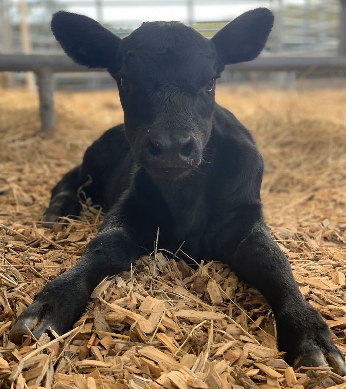 There&#8217;s A Twitter Account That Posts Cow Pics Every Day Just To Make People Smile (30 Pics)