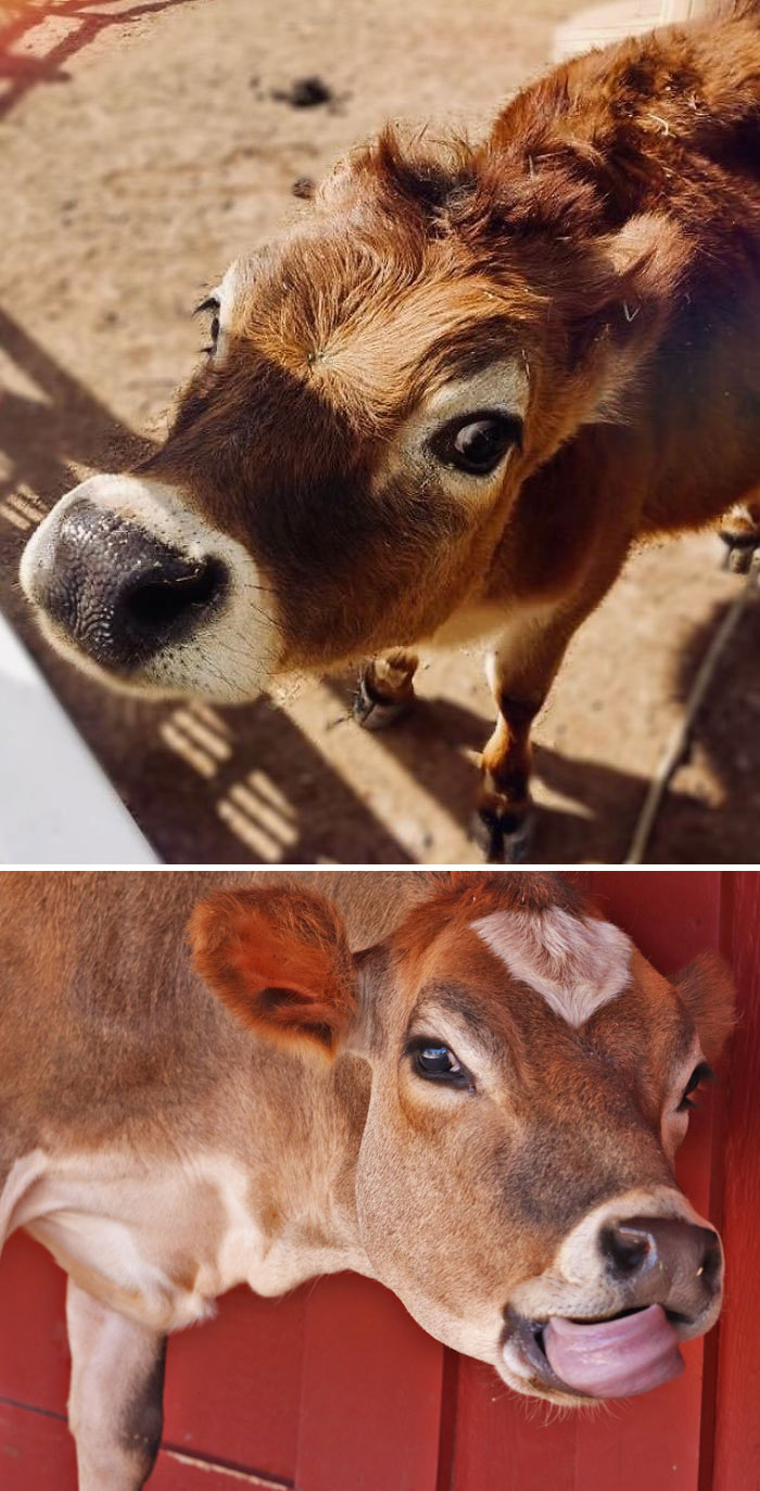 There&#8217;s A Twitter Account That Posts Cow Pics Every Day Just To Make People Smile (30 Pics)