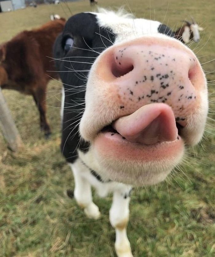There&#8217;s A Twitter Account That Posts Cow Pics Every Day Just To Make People Smile (30 Pics)