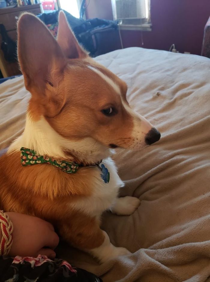 There’s A Facebook Group Dedicated To Pics Of Disapproving Corgis And Here Are 30 Of The Best Ones