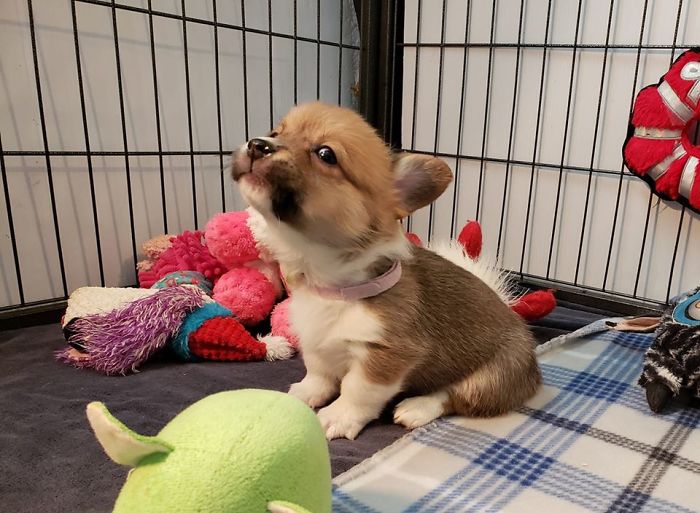 There’s A Facebook Group Dedicated To Pics Of Disapproving Corgis And Here Are 30 Of The Best Ones