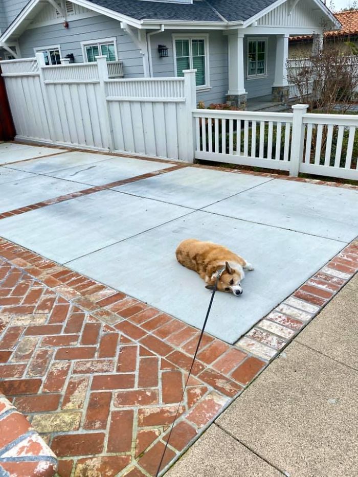 There’s A Facebook Group Dedicated To Pics Of Disapproving Corgis And Here Are 30 Of The Best Ones