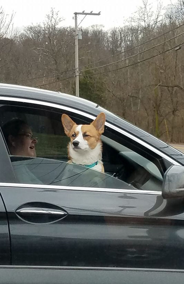 There’s A Facebook Group Dedicated To Pics Of Disapproving Corgis And Here Are 30 Of The Best Ones