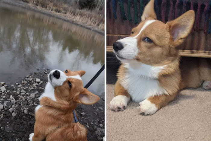 There’s A Facebook Group Dedicated To Pics Of Disapproving Corgis And Here Are 30 Of The Best Ones
