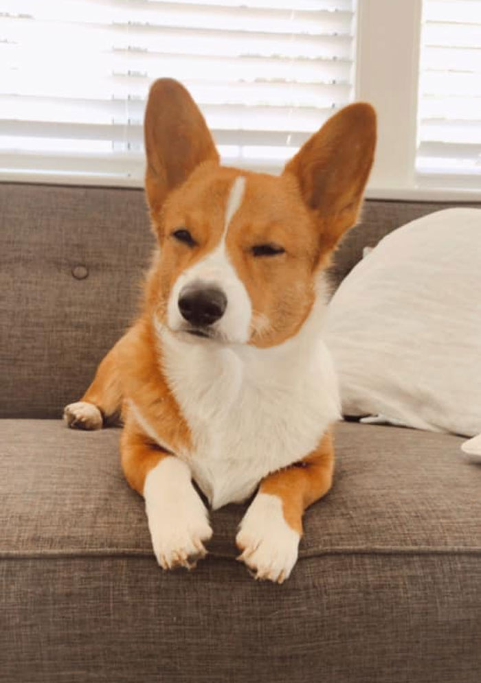 There’s A Facebook Group Dedicated To Pics Of Disapproving Corgis And Here Are 30 Of The Best Ones