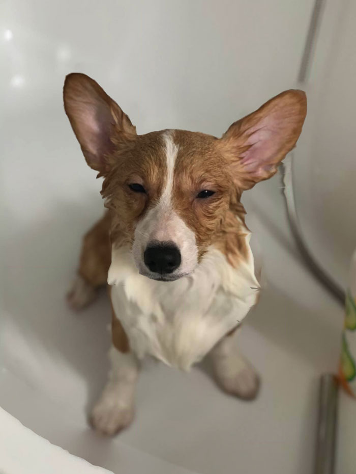 There’s A Facebook Group Dedicated To Pics Of Disapproving Corgis And Here Are 30 Of The Best Ones