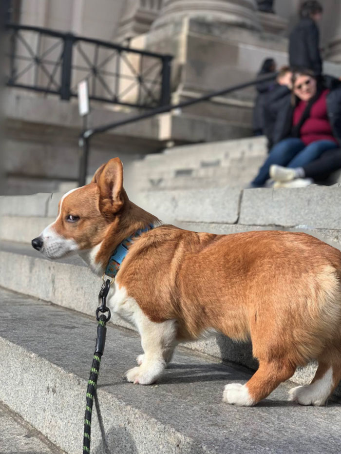 There’s A Facebook Group Dedicated To Pics Of Disapproving Corgis And Here Are 30 Of The Best Ones