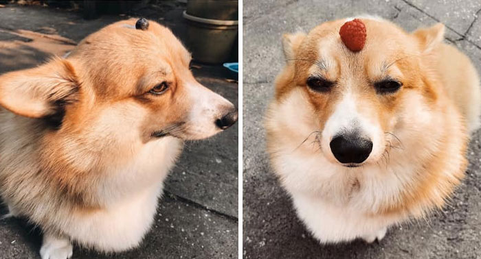 There’s A Facebook Group Dedicated To Pics Of Disapproving Corgis And Here Are 30 Of The Best Ones