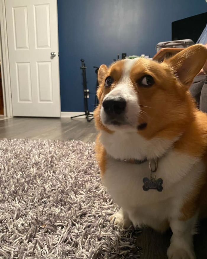There’s A Facebook Group Dedicated To Pics Of Disapproving Corgis And Here Are 30 Of The Best Ones