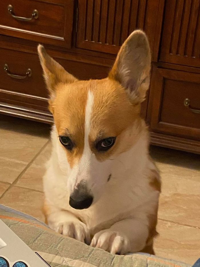 There’s A Facebook Group Dedicated To Pics Of Disapproving Corgis And Here Are 30 Of The Best Ones