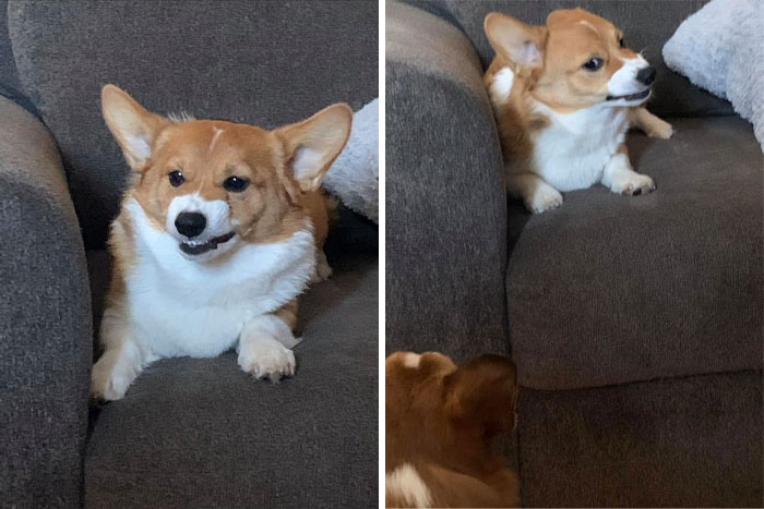 There’s A Facebook Group Dedicated To Pics Of Disapproving Corgis And Here Are 30 Of The Best Ones