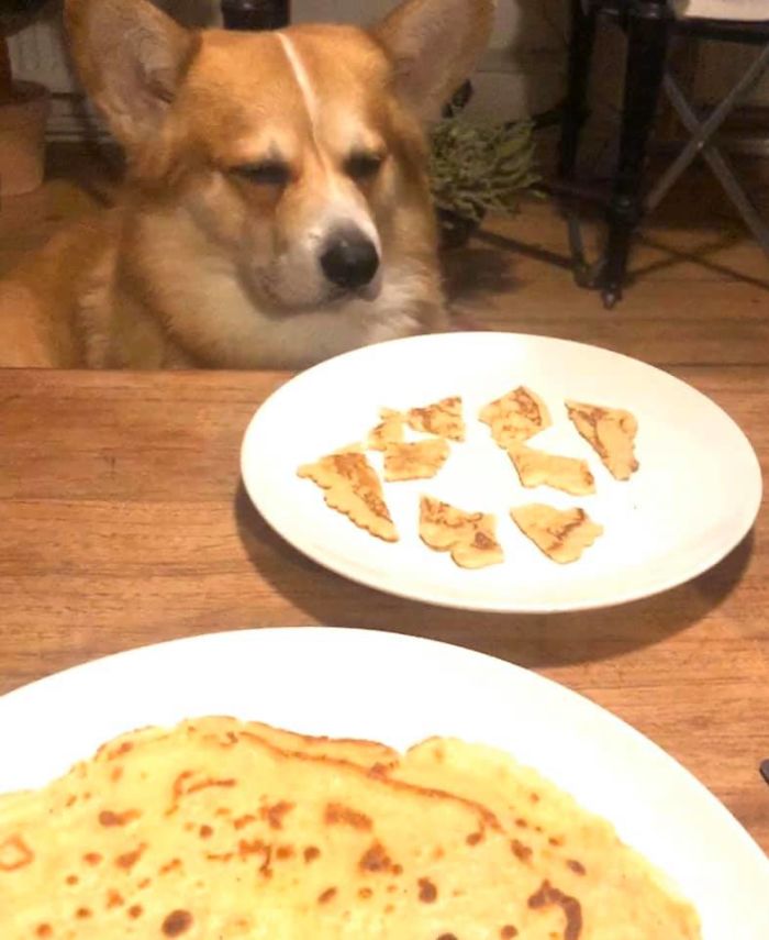 There’s A Facebook Group Dedicated To Pics Of Disapproving Corgis And Here Are 30 Of The Best Ones