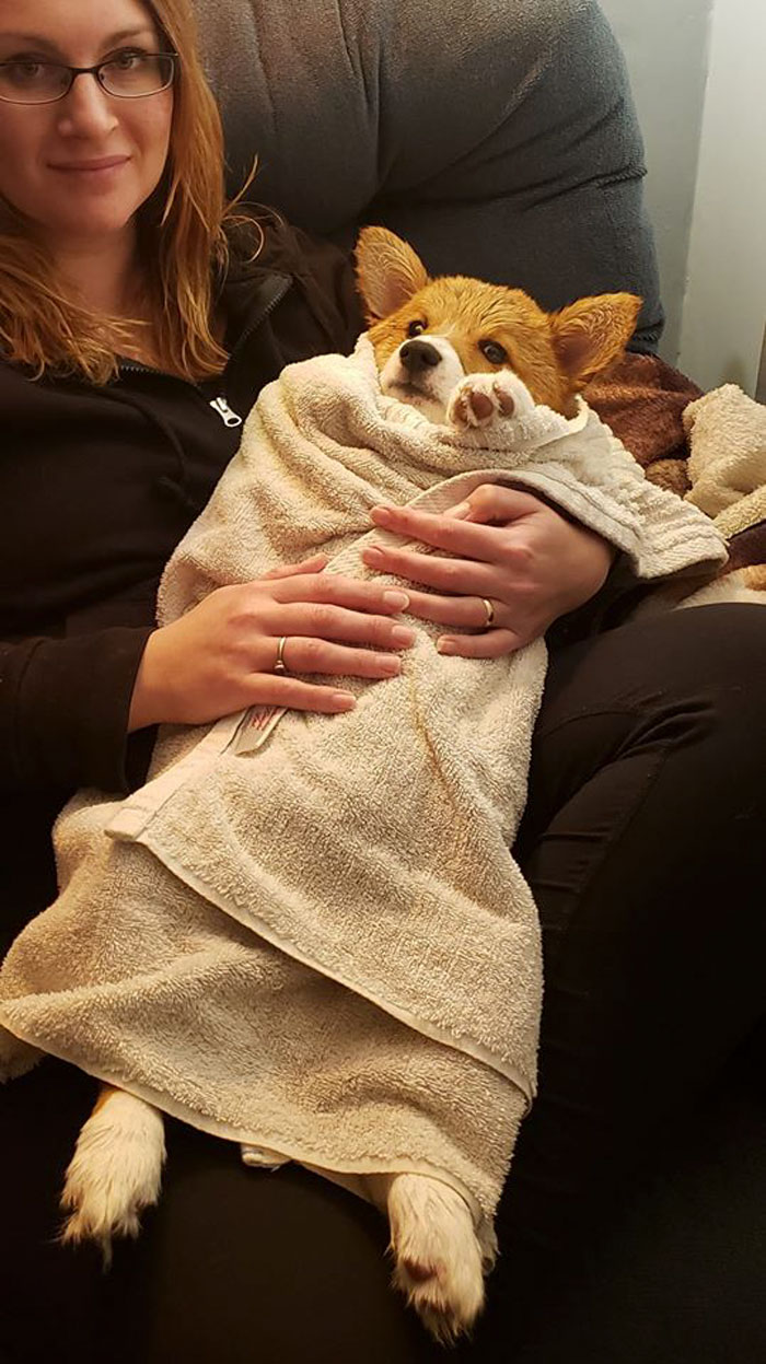 There’s A Facebook Group Dedicated To Pics Of Disapproving Corgis And Here Are 30 Of The Best Ones
