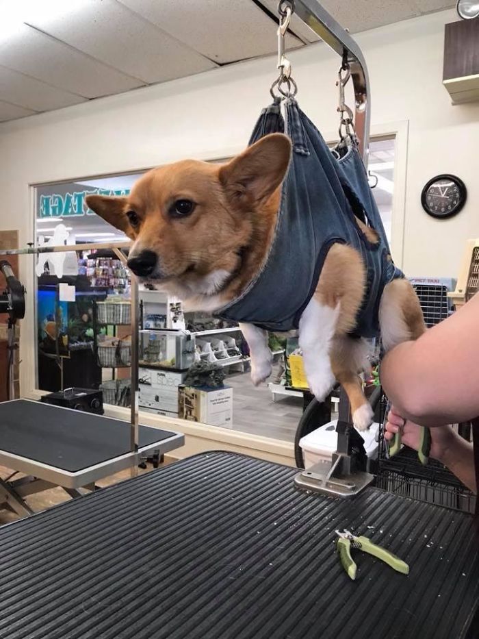 There’s A Facebook Group Dedicated To Pics Of Disapproving Corgis And Here Are 30 Of The Best Ones