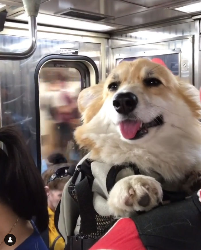Guy Carries His Corgi In His Backpack, Brightens Everyone’s Day As They Commute (31 Pics) Guy Carries His Corgi In His Backpack, Brightens Everyone’s Day As They Commute (31 Pics)