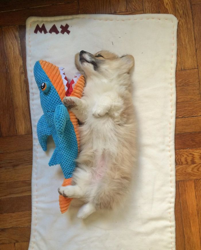 Guy Carries His Corgi In His Backpack, Brightens Everyone’s Day As They Commute (31 Pics) Guy Carries His Corgi In His Backpack, Brightens Everyone’s Day As They Commute (31 Pics)