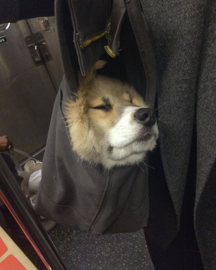 Guy Carries His Corgi In His Backpack, Brightens Everyone’s Day As They Commute (31 Pics) Guy Carries His Corgi In His Backpack, Brightens Everyone’s Day As They Commute (31 Pics)