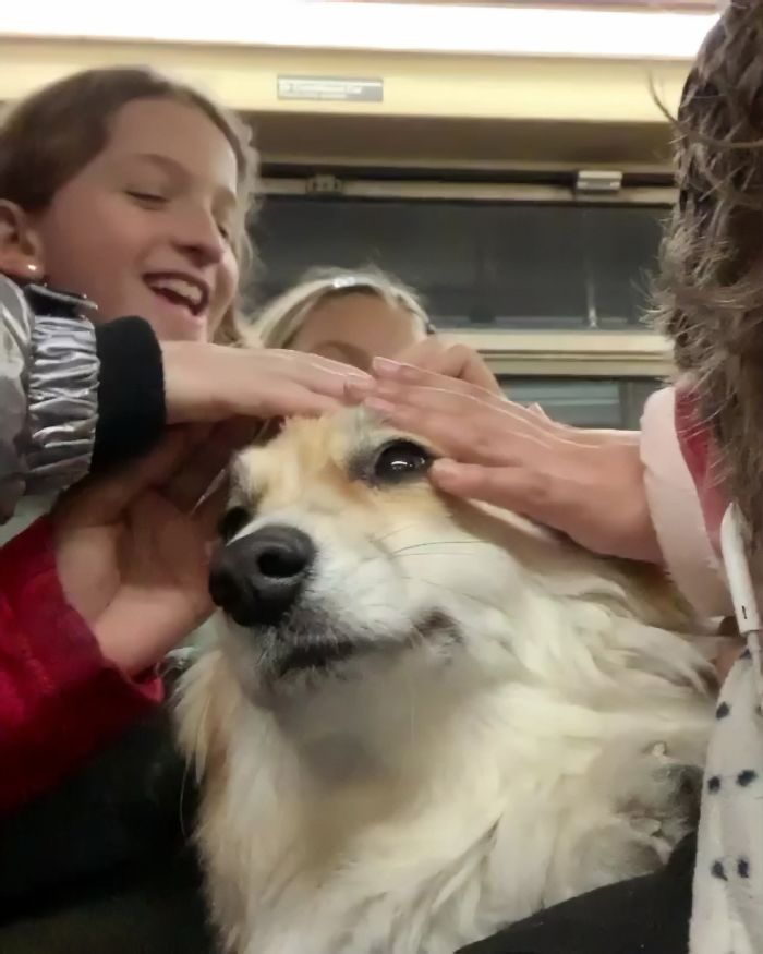Guy Carries His Corgi In His Backpack, Brightens Everyone’s Day As They Commute (31 Pics) Guy Carries His Corgi In His Backpack, Brightens Everyone’s Day As They Commute (31 Pics)