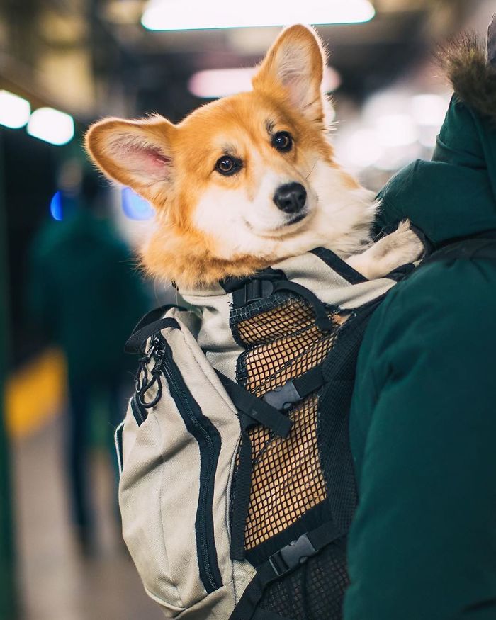 Guy Carries His Corgi In His Backpack, Brightens Everyone’s Day As They Commute (31 Pics) Guy Carries His Corgi In His Backpack, Brightens Everyone’s Day As They Commute (31 Pics)
