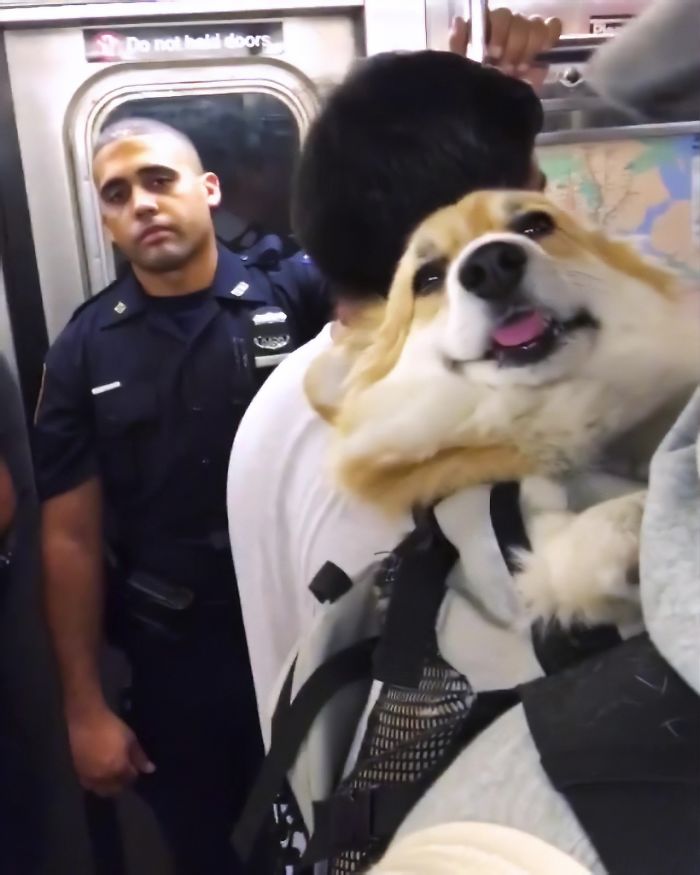 Guy Carries His Corgi In His Backpack, Brightens Everyone’s Day As They Commute (31 Pics) Guy Carries His Corgi In His Backpack, Brightens Everyone’s Day As They Commute (31 Pics)