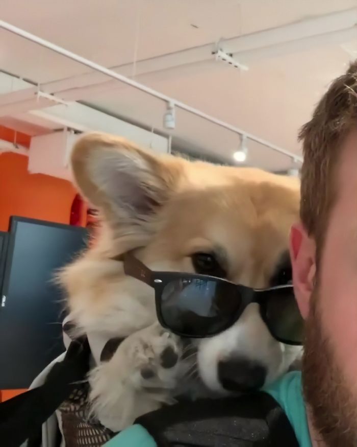 Guy Carries His Corgi In His Backpack, Brightens Everyone’s Day As They Commute (31 Pics) Guy Carries His Corgi In His Backpack, Brightens Everyone’s Day As They Commute (31 Pics)