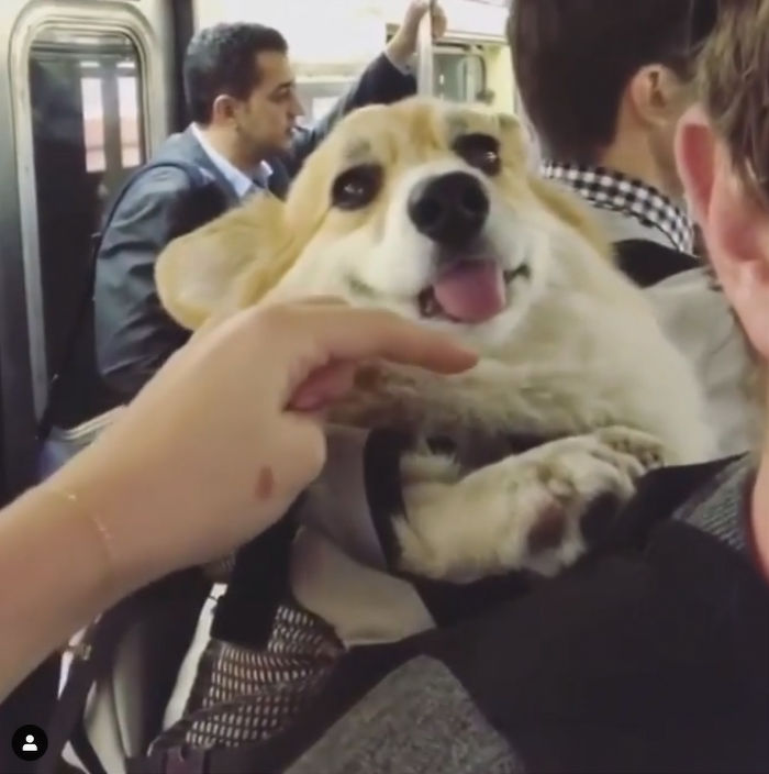 Guy Carries His Corgi In His Backpack, Brightens Everyone’s Day As They Commute (31 Pics) Guy Carries His Corgi In His Backpack, Brightens Everyone’s Day As They Commute (31 Pics)