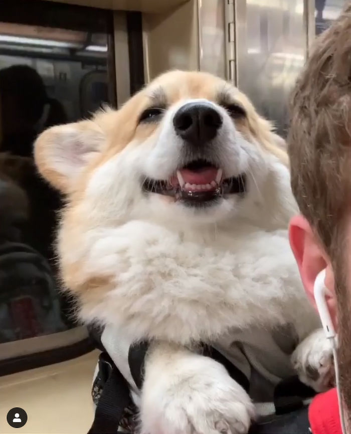 Guy Carries His Corgi In His Backpack, Brightens Everyone’s Day As They Commute (31 Pics) Guy Carries His Corgi In His Backpack, Brightens Everyone’s Day As They Commute (31 Pics)