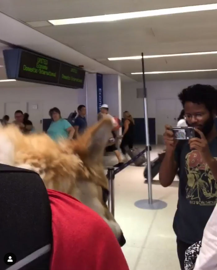 Guy Carries His Corgi In His Backpack, Brightens Everyone’s Day As They Commute (31 Pics) Guy Carries His Corgi In His Backpack, Brightens Everyone’s Day As They Commute (31 Pics)