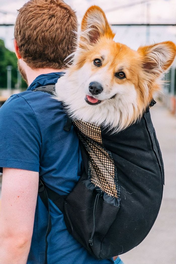 Guy Carries His Corgi In His Backpack, Brightens Everyone’s Day As They Commute (31 Pics) Guy Carries His Corgi In His Backpack, Brightens Everyone’s Day As They Commute (31 Pics)