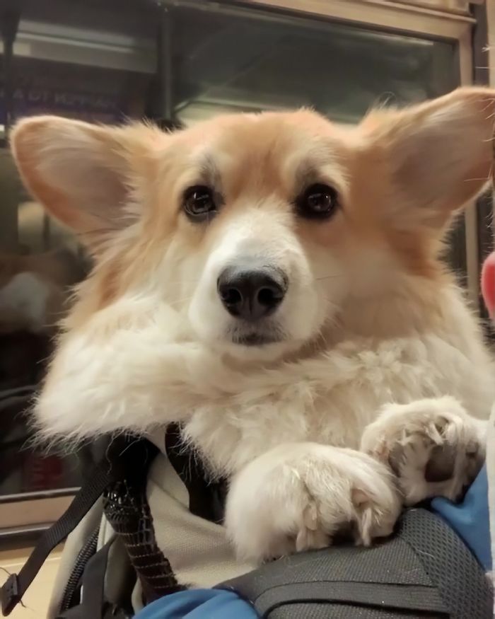 Guy Carries His Corgi In His Backpack, Brightens Everyone’s Day As They Commute (31 Pics) Guy Carries His Corgi In His Backpack, Brightens Everyone’s Day As They Commute (31 Pics)