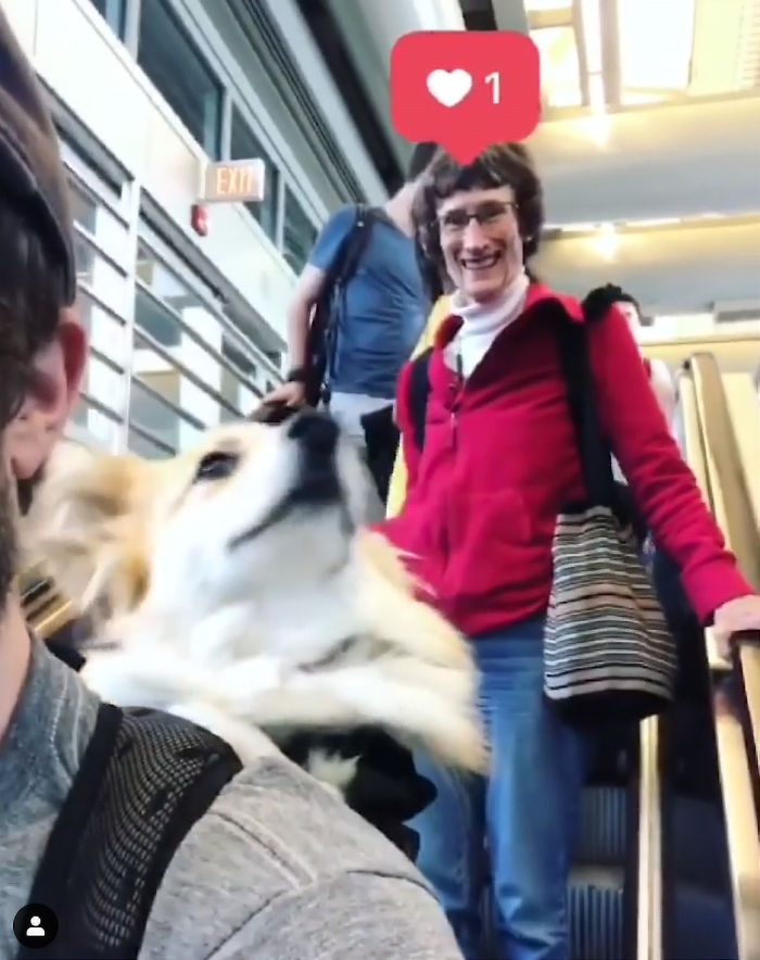 Guy Carries His Corgi In His Backpack, Brightens Everyone’s Day As They Commute (31 Pics) Guy Carries His Corgi In His Backpack, Brightens Everyone’s Day As They Commute (31 Pics)