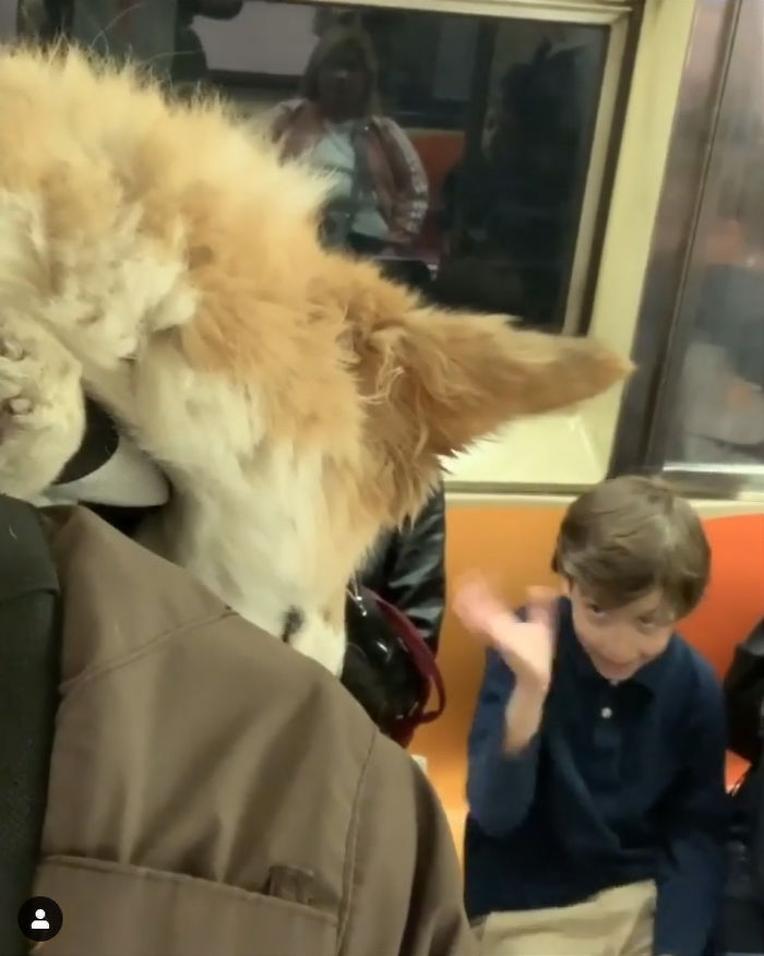 Guy Carries His Corgi In His Backpack, Brightens Everyone’s Day As They Commute (31 Pics) Guy Carries His Corgi In His Backpack, Brightens Everyone’s Day As They Commute (31 Pics)