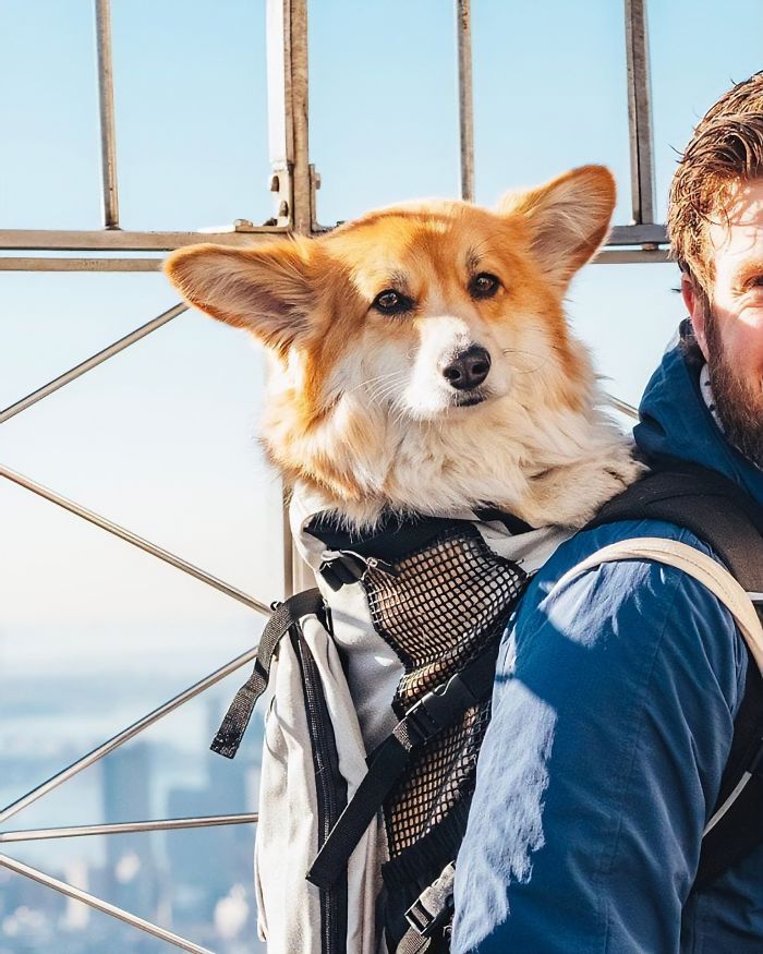 Guy Carries His Corgi In His Backpack, Brightens Everyone’s Day As They Commute (31 Pics) Guy Carries His Corgi In His Backpack, Brightens Everyone’s Day As They Commute (31 Pics)