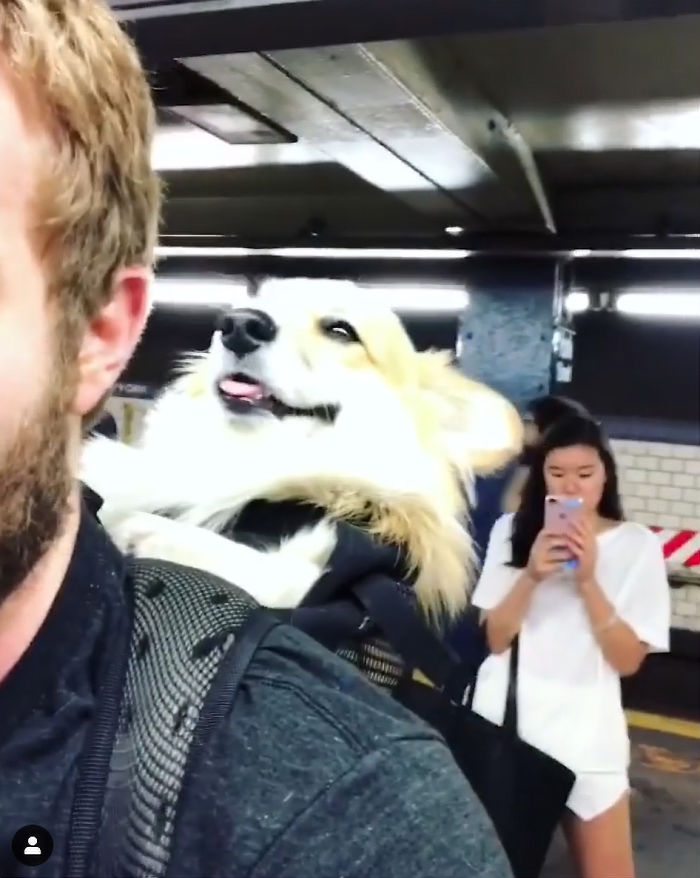 Guy Carries His Corgi In His Backpack, Brightens Everyone’s Day As They Commute (31 Pics) Guy Carries His Corgi In His Backpack, Brightens Everyone’s Day As They Commute (31 Pics)