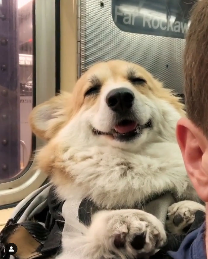 Guy Carries His Corgi In His Backpack, Brightens Everyone’s Day As They Commute (31 Pics) Guy Carries His Corgi In His Backpack, Brightens Everyone’s Day As They Commute (31 Pics)