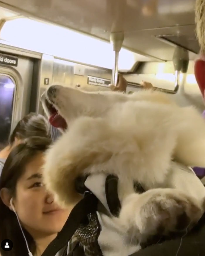 Guy Carries His Corgi In His Backpack, Brightens Everyone’s Day As They Commute (31 Pics) Guy Carries His Corgi In His Backpack, Brightens Everyone’s Day As They Commute (31 Pics)